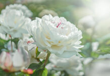 Les 12 plus belles fleurs blanches à planter dans nos jardins