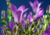 Les 12 plus belles fleurs violettes à planter dans nos jardins