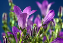 Les 12 plus belles fleurs violettes à planter dans nos jardins