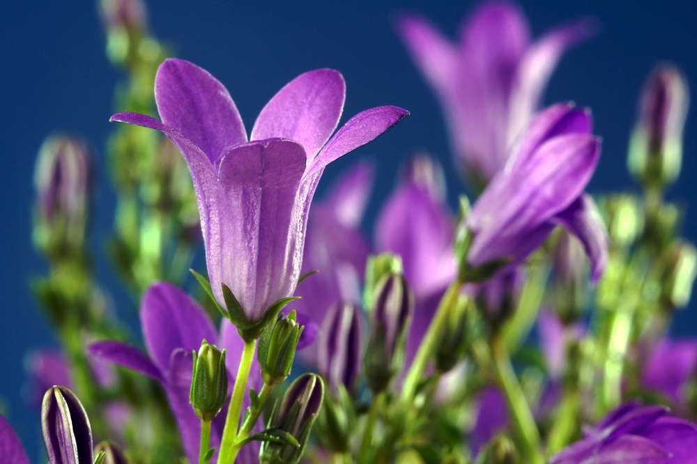 Les 12 plus belles fleurs violettes à planter dans nos jardins -
