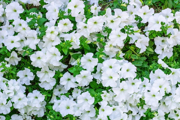 pétunia-fleurs-blanches