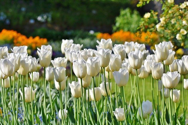tulipe fleurs blanches