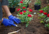 Les 12 plus belles fleurs rouges à planter dans nos jardins