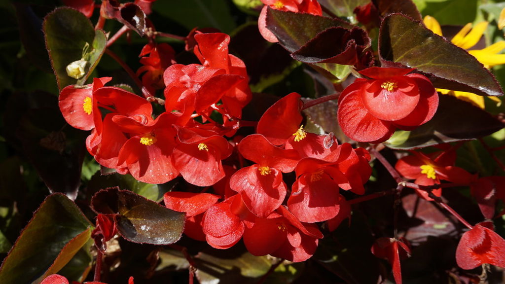 bégonia fleurs rouges