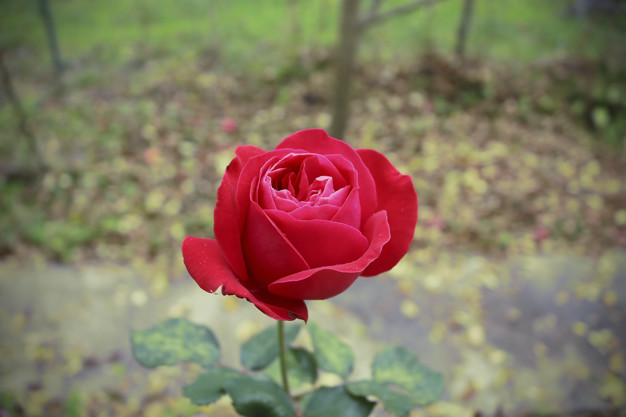 rose rouge jardin