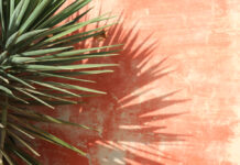 Comment entretenir le Yucca (plante) en extérieur  