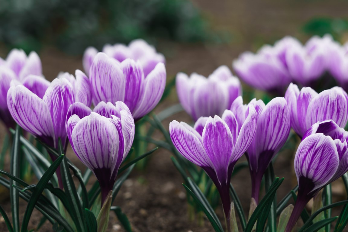 fleurs couleur violet