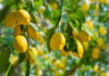 Que faire pour un citronnier qui perd ses feuilles