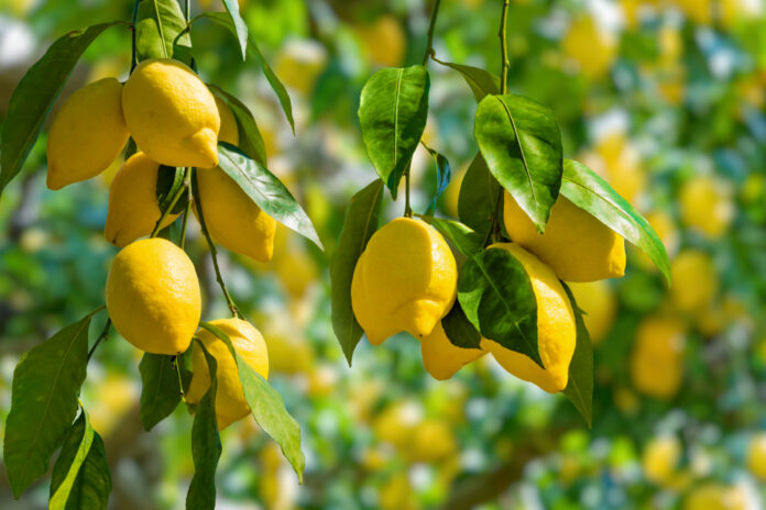 Que faire pour un citronnier qui perd ses feuilles