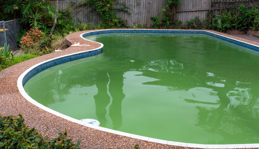 eau verte piscine causes solutions