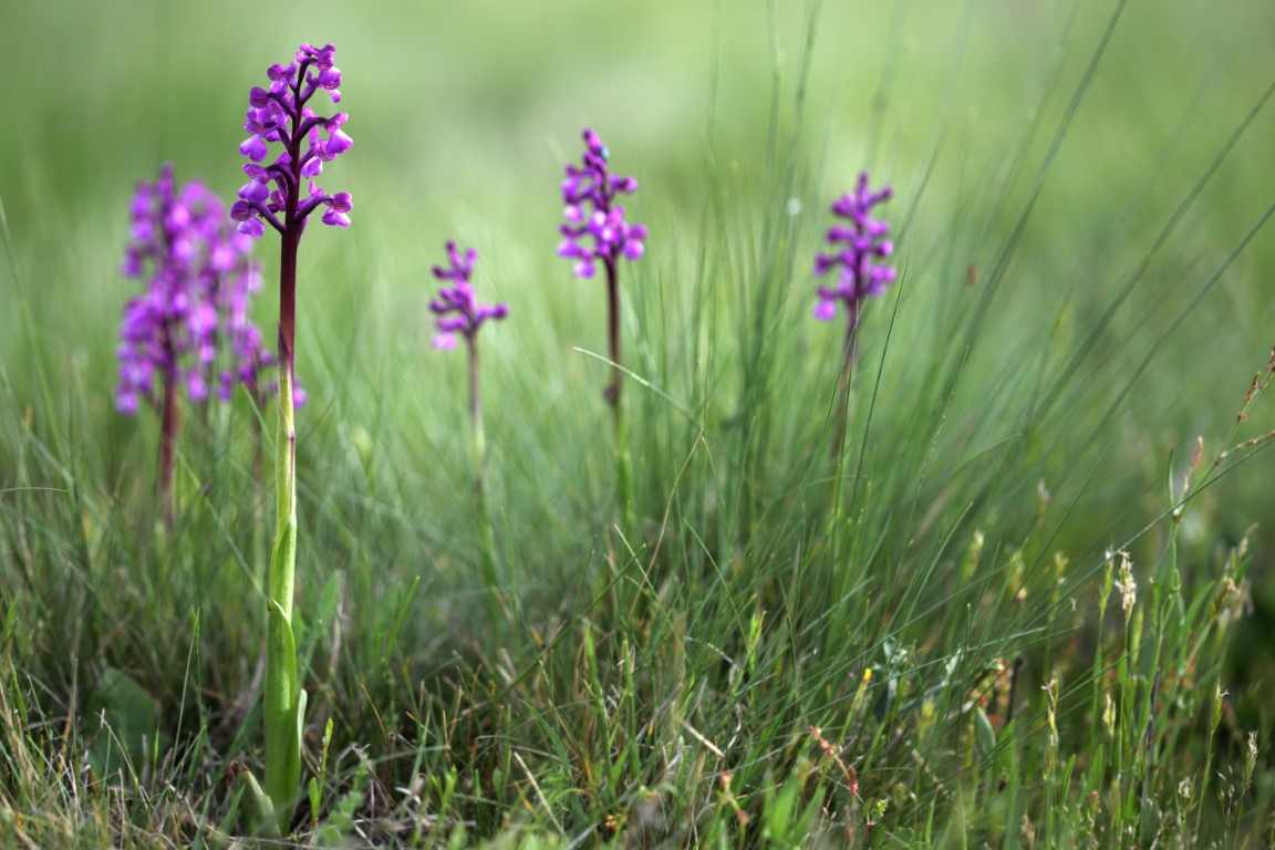 orchidées sauvage violettes