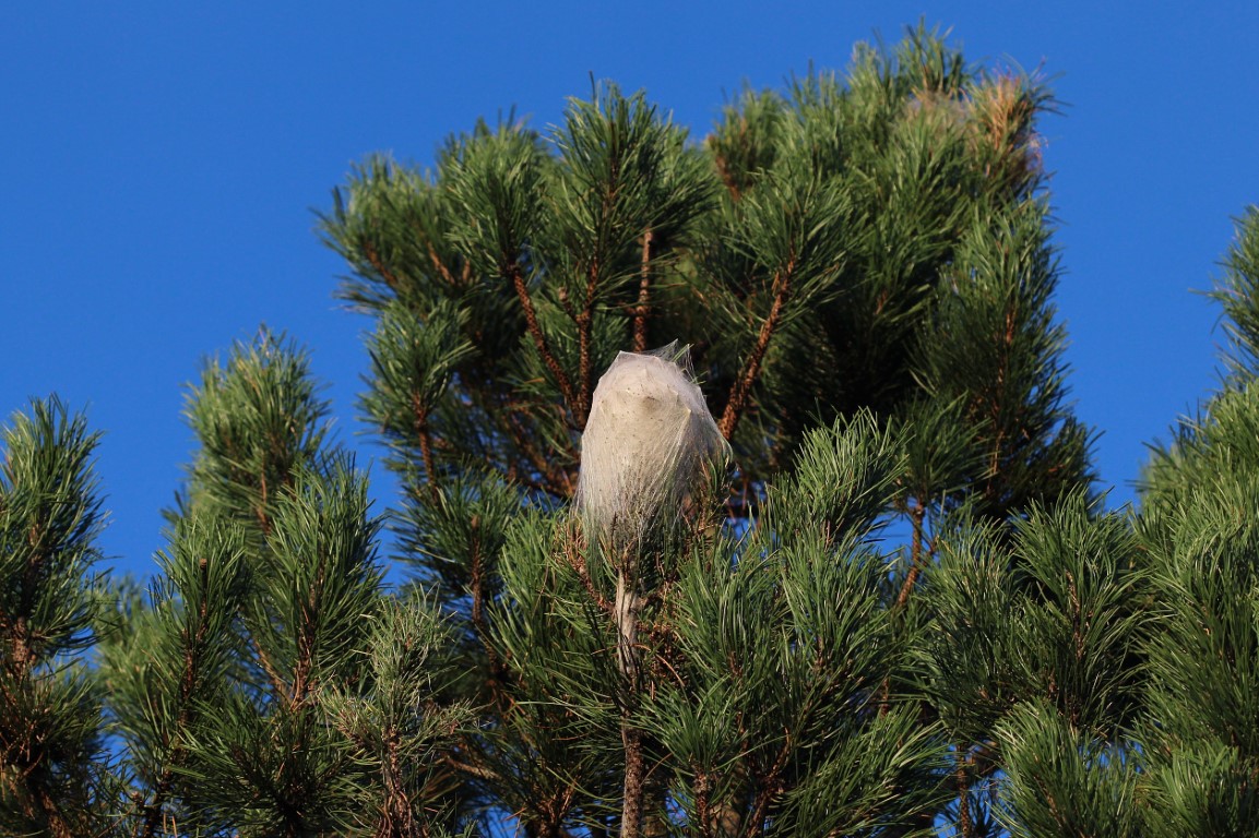 nid de chenille processionnaire dans un pin