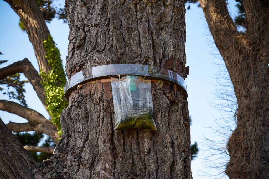piège à chenilles processionnaires installé sur le tronc d'un arbre