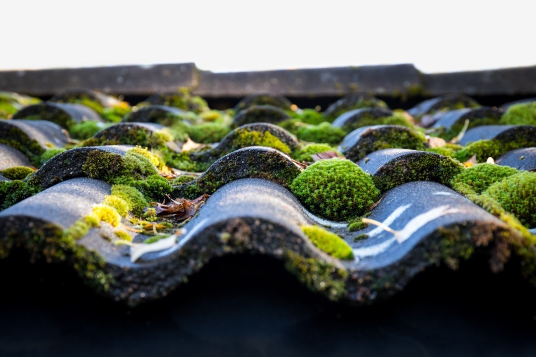 nettoyer toiture produit lichen mousse