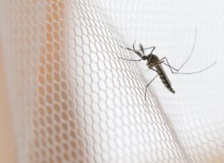 méthodes naturelles repulsif moustiques