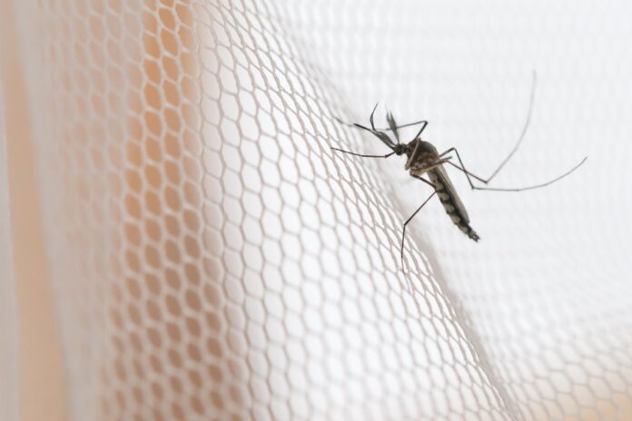 méthodes naturelles repulsif moustiques